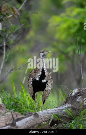 Eine Schwarze-bellied bustard - Lissotis melanogaster - im Krüger National Park, Südafrika Stockfoto