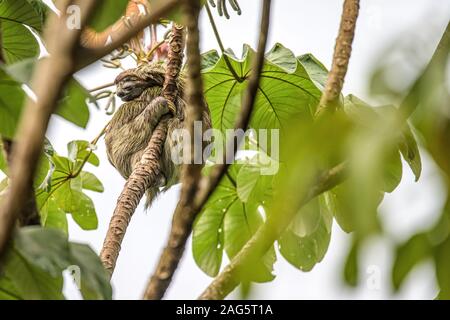 Faultier drei toe Kinder spielerisch in Tree Nationalpark Manuel Antonio Costa Rica, Mittelamerika im tropischen Dschungel. Stockfoto