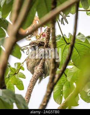 Faultier drei toe Kinder spielerisch in Tree Nationalpark Manuel Antonio Costa Rica, Mittelamerika im tropischen Dschungel. Stockfoto