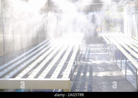 Wasser sprühen von Sprinklern an Salat Salat Gemüse wächst in hydroponische Farm Stockfoto