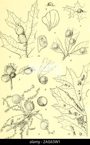 . Bericht des Staates Entomologe zum Schädigenden und andere Insekten des Staates New York. na, wolliges gall beneathGlobose Blatt Gall, glatt, dicht mit weißer Wolle unten, singleor konfluent, Durchmesser 1,5 bis 3,5 mm, auf Q. alba und Q. negundo abgedeckt. Beutm.loc, s. 123 Cynipid. Eiche flake Gall, Neuroterus floccosus Bass. (3) Galle abgerundet mit mehreren Zellen in der Lamina der leafSmall eingebettet ist, der leicht abgeflacht, grünes Blatt gall Projizieren von beiden Oberflächen, hohlen, mit zwei oder drei länglich, Filament - ausgesetzt werden, Zellen, Durchmesser ca. 3 mm, auf Q. Alba. Abb. 83, Pi. 2, Abb. 3. Ost Stockfoto