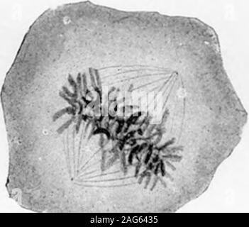 . Bemerkungen zu den life-history von Leukozyten. Km. (Ich. m Abb. 5.. Stockfoto