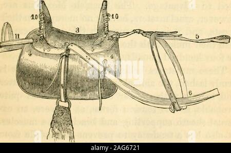 . Prairie Reisender: eine Hand-Buch für overland Expeditionen, mit Karten, Abbildungen und Routen der wichtigsten Strecken zwischen dem Mississippi und den Pazifik. directionwithout Berücksichtigung von Straßen. Und Moimtains brokenground kann leicht mitgeführt werden, und die Befreiung von vielen isgained der Mühen und detentionsattendant auf den Transit von schwerfällige Wagen-Züge. Eine der wichtigsten Voraussetzungen für die outfitof ein Pack Zug ist ein gutes pack-Sattel. Verschiedene pat-Seeschwalben sind m verwenden, von denen viele sind bloße Instrumente der Folter auf dem Rücken der Armen Unmenschen, Sie reißender grausam, und Ca Stockfoto