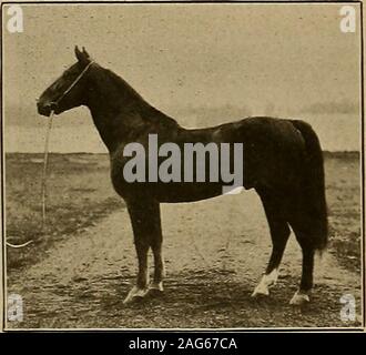 . Züchter und Sportler. res und die Englische Hengste Martenhurst andDuncombe auf seiner Farm in der Nähe von Pasadena, aber auf seinem Deaththe Pferde waren zu Rancho Del Paso, und Prob-gekonnt das Pasadena Ort hat keine Equine Pächtern an thistime. John Gries verwendet Vollblüter in LosAngeles Grafschaft auf einer Skala zu züchten auch einmal. Es Bereich paar Stuten bv Hock Hocking. Und wildidle Ganoscattered durch Los Angeles und San Diego Grafschaften, von denen es ist kein Datensatz in der amerikanischen Zuchtbuch, aber ich glaube, dass in diesem Artikel, den ich ziemlich wellthe Zucht des Golden State haben gezeigt, wie Es standsto - Stockfoto