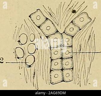 . "Traité d'anatomie humaine: beschreibende Anatomie, Histologie, Développement. Ui, Le Premier, ein fait connaître La naturedu tissu musculaire cardiaque, La même forme en fuseau seretrouve dans le Coeur des mammifères, des Oiseaux et à desreptiles létat embryonnaire. Il existe, en outre, Chez quelques Animaux, notammentchez Le Boeuf, le Mouton et le Porc, une Disposition très im-portante: auf aperçoit, sous lendocarde, un Réseau blanchâtre, constitué bei Negri Gleichheit des Fasern anastomosées dites Fasern île Purkinje. Traitées par de la potasse à 40 s. 100, Elles se décomposenten petites Massen de forme rectangul Stockfoto