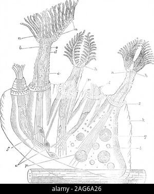 . Scientific American Band 33 Nummer 01 (Juli 1875). , Statoblast; g, parasitäre Globen; h, h, Mund; I, 10 - tacles Einfahren innerhalb der Zelle; k, äußere transparentenvelope; I, perigastric Raum; m, lophophore; n, Tentakeln ausgeschnittenen Mund zu zeigen; o, Vent; p, Fei - niedrige Kugel; r, Ort, wo Teilung beginnt; 8, Zelle. Die perfekte Transparenz ermöglicht es uns, den internen Betrieb Ihres Systems zu witnessthe. Die Aktion der Magen bei der Verdauung mit großer Klarheit beobserved kann. Der Inhalt areseen in Zeiten der kleinen desmids und otherdisk-förmig und kugelförmigen Körper, gemeinsam zu bestehen Stockfoto