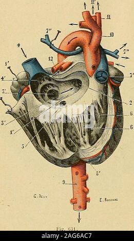 . "Traité d'anatomie humaine: beschreibende Anatomie, Histologie, Développement. nnexé, un Replizieren mem-braneux appelé valvule dEustache. Cette valvule revêt La forme Dun crois - Sant, à concavité dirigée en Haut. Ses deux extrémités ou Cornes se continuent: La postérieure, avec la paroi externe de la veine Cave; lantérieure, avec la partieantéro-inférieure de lanneau de Vieussens.- Examinée sur les Coeurs dadultes. la yalvule dEustache nous présente des Dimensionen fort Variablen: Elle est développée leplus ins peu à Peine, quelquefois sichtbar. Dans tous les Cas, elleest insuffisante pour Fermer e Stockfoto