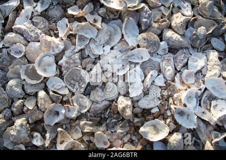 Großer Haufen weißer Austern aus nächster Nähe. Stockfoto