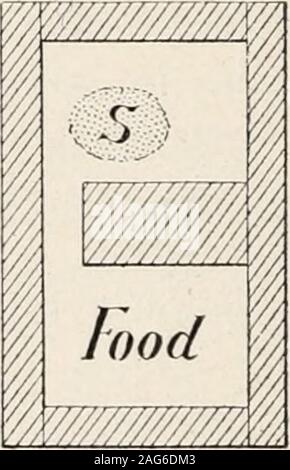 . Ameisen; ihre Struktur, Entwicklung und Verhalten. Abb. 283. Grundlagen der Fielde Nester in verschiedenen Größen hergestellt, die in Regale ofportable Fall zu passen. (Miss Fiehle. ) Die schattierten Bereiche stellen die Wände des nestbuilt, mit Streifen aus Glas. S, Scheibe Schwamm. Eine Kolonie von Formica mfa, die in der Verpackung platziert wurde, baute seine moundof Sticks unter der Glocke und in der Masse der Box getunnelt. Die METHODEN DER ERFASSUNG UND STiDYIXG Ameisen. 551 Andere nest bestand aus einem Holzrahmen 20 Zoll lang und teninches breit, mit Glas auf beiden Seiten durch einen Abstand, der so oft Linien getrennt. Der Raum Stockfoto