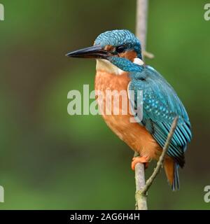 Eurasischen Kingfisher/Eisvogel (Alcedo atthis) männlichen Erwachsenen im Frühjahr, auf einem Zweig sitzend, schönen Hintergrund, Seitenansicht, Wildlife, Europa. Stockfoto