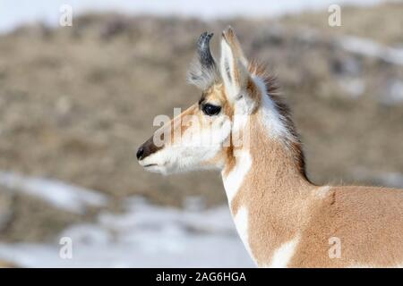 Pronghorn Antilope / Gabelbock (Antilocapra Americana) Gabelantilope im Winter, Männlich, Nahaufnahme von ein Bock, detaillierte Headshot, Yellowstone NP, USA. Stockfoto