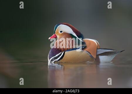 Mandarin Duck/Mandarinente (Aix galericulata), bunte Drake in der Zucht Kleid, schwimmt in der Nähe, windstill Tag, im letzten Licht, schöne Reflexionen, Euro Stockfoto