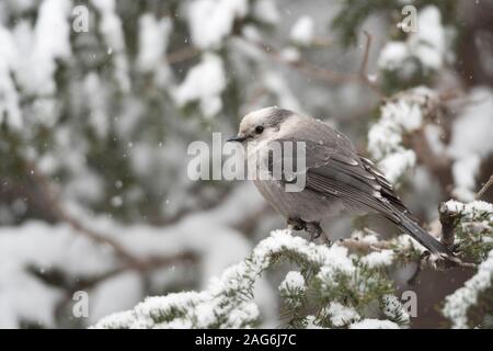 Grau Jay/Meisenhaeher (Perisoreus canadensis) im Winter bei Schneefall in einem Baum gehockt, auch bekannt als Kanada Jay oder Whiskey Jack, Yellowstone, Stockfoto