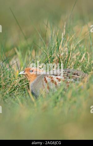 Rebhuhn Rebhuhn (Perdix perdix/), sitzend, versteckt in einer Wiese, seltene Vogelarten der offenen Felder und Ackerland, drohte durch intensive Landwirtschaft, wildli Stockfoto