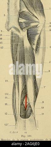 . "Traité d'anatomie humaine: beschreibende Anatomie, Histologie, Développement. rale et sesprincipaux Zuflüsse; 3° un Nombre variable de Vais-seaux et de Ganglien lymphatiques, dits ganglionsprofonds; 4° Le rameau Cruraldrüsen du Nerf génito - cruraldrüsen, qui Traverse le fascia cribriformis pour se Loin àla peau; 5° Le nerf Cruraldrüsen et ses Filialen. Tous cesorganes reposent sur laponévrose profonde. Dautrepart, ils pénètrent dans le bassin ou en sortent parlanneau Cruraldrüsen, à lexception du nerf Cruraldrüsen, qui estséparé de lanneau par la bandelette ilio-pectinée etqui est directement situé sur les Fasern du ps Stockfoto