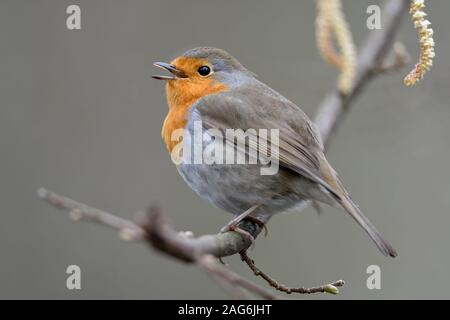 Robin Redbreast/Rotkehlchen (Erithacus Rubecula) auf einem Zweig von Alder singt sein Lied gehockt, im Frühling, wildife, Europa umwerben. Stockfoto