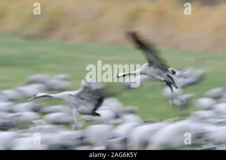 Kranichen (Grus Grus), Herde ruht auf Ackerland, mit zwei Vögel bei der Landung zwischen, Panning schoß, verwischt, Wildlife, Europa. Stockfoto