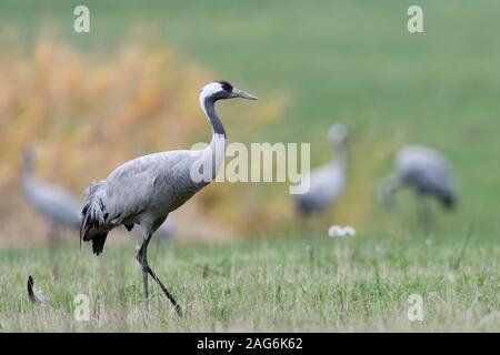 Kranich (Grus Grus), ruht auf Grünland, auf einer Wiese, die während der Migration im Herbst, Zugvögel, Wildlife, Europa. Stockfoto