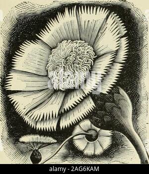 . Die Großhandelspreise für den Handel 1903: Gemüse- und Blumensamen Blumenzwiebeln pflanzen Werkzeug, etc. t Sweet Sultane. Centanrea Impcrialis. Diese neue Centaurea, ein crossbetween C. Moschata und Margaret, steht für das Beste, die in diesen schönen Summe beenproduced hat-mer-blühenden Pflanzen. Die bushesare ungefähr 4 Fuß hoch, von enormousdimensions und sind withlarge abgedeckt, schöne Blumen Der sameform und Duft als CentaureaMargaret. Die Blumen werden keepover eine Woche im Wasser wenn Cut justwhen Sie sind zu öffnen. Itis der einfachste Kultur. Beachten Sie unsere günstigen Preisen. TEL. Chiffre. OZ. LB. Centaurea Gymsiocarpa Stockfoto