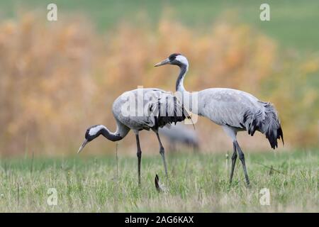 Kranichen (Grus Grus), zwei, Paar, Paar, ruht auf Grünland, auf der Suche nach der Nahrung sind, Nähe, detaillierte Shot, natürlichen Umgebung, Wildlife, Euro Stockfoto