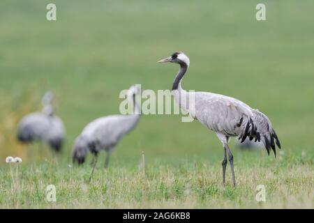 Kranich (Grus Grus), ruht auf Grünland, Wiese, während der Migration im Herbst, in der Nähe, sehr aufmerksam, detaillierte schoß, Wildlife, Europa Stockfoto