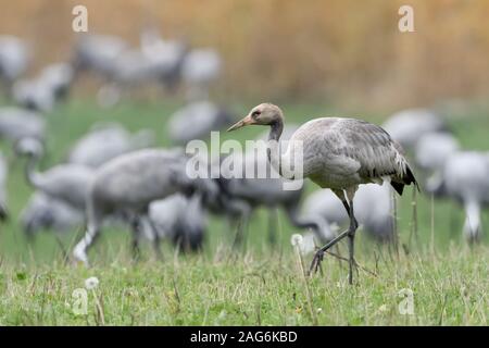 Kranich (Grus Grus), jungen Vogel vor einem riesigen Herde der Erwachsenen zu Fuß über Grünland, einer Wiese, für Lebensmittel, Wildlife, Europa suchen. Stockfoto