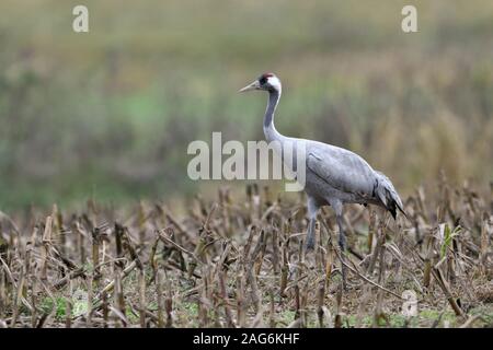 Kranich (Grus Grus), ruht auf Ackerland, Maisfeld, Zugvogel für Lebensmittel, Wildlife, Europa suchen. Stockfoto