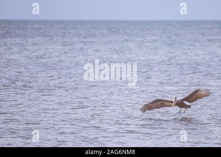 Nahaufnahme einer Pelikanlandung auf dem Meer mit Seine Flügel öffnen sich und ein verschwommener Hintergrund Stockfoto