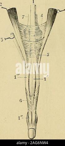 . "Traité d'anatomie humaine: beschreibende Anatomie, Histologie, Développement. Déjà Donné insertion, par Sa, à moitié antérieure linterosseux palmairecorrespondant. Chacun des interosseux dorsaux se Porte ver-ticalement en bas Vers le doigt auquel Il estdestiné. Arrivé sur le côté de larticulation méta-carpo - dégénère phalangienne, il en une lametendineuse à Richtung verticale qui um sontendon Terminal. Ce-Sehne se divise presqueimmédiatement Après de deux Portionen: Lune. courte Teil, se fixe à la première postérieurede lextrémité Falange, sur le Côté correspondant au métacarpien où Stockfoto