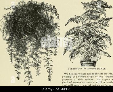 . Die Großhandelspreise für den Handel 1903: Gemüse- und Blumensamen Blumenzwiebeln Pflanzen, Werkzeuge, etc. nium Abrumpo Alatum [ewigen] 10 60 10 70 Abrumus Alatum Grandiflorum AmpelopsiS Yeitchi, Boston Efeu 5 lbs, 3 $ 50 Abrupten 10 75 Ancliusa Angustifolia (Capensis) Abrutir 20 Anemone coronaria, gemischte Abseilen 30 20 15 10 15 20 20 Antliemis Tinttoiia Abwesenheit..., AuliKOnon Leptopus, Rose 5 lbs, 6 $ 50 Abwesenheit.. Alltlrrlliuuni, Snapdragon, hohe Sorten gemischt Abszess.... Große Blüte, Wahl gemischt Abscof ** Pure White fluechtig ist Tom Thumb (Zwerg Sorten), Gemischte Absconsus Majus Nanum, gemischte Abscord 10. Stockfoto