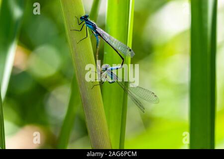 Hufeisen-azurjungfer. Coenagrion puella am Sommer Leys Naturschutzgebiet, Northamptonshire, Großbritannien. Stockfoto