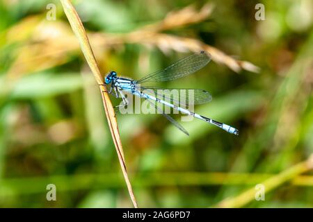 Hufeisen-azurjungfer. Coenagrion puella am Sommer Leys Naturschutzgebiet, Northamptonshire, Großbritannien. Stockfoto