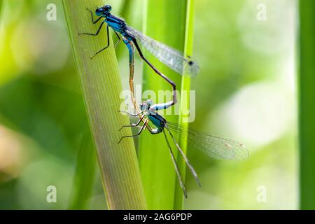 Hufeisen-azurjungfer. Coenagrion puella am Sommer Leys Naturschutzgebiet, Northamptonshire, Großbritannien. Stockfoto