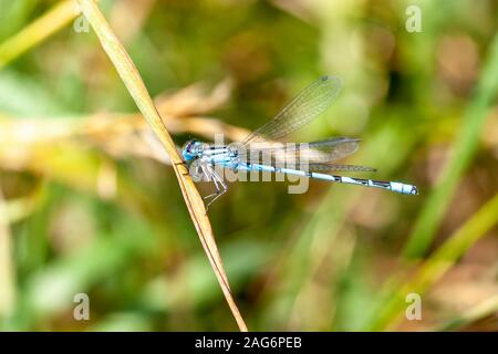 Hufeisen-azurjungfer. Coenagrion puella am Sommer Leys Naturschutzgebiet, Northamptonshire, Großbritannien. Stockfoto