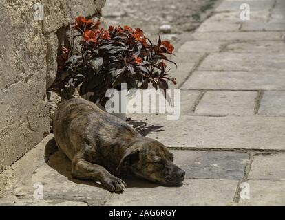 Einsam niedlichen Hund schlafen auf der Straße in der Nähe von roten Blumen In einer weißen Vase Stockfoto