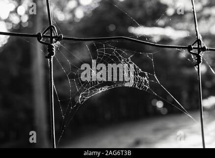 Graustufenaufnahme eines Spinnennetzes auf unscharfem Hintergrund Stockfoto