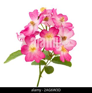 Dog rose Blumen auf weißem Hintergrund Stockfoto