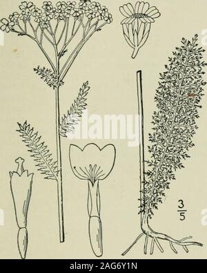 . Eine Illustrierte Flora von der nördlichen USA, Kanada und die britischen Besitzungen: von Neufundland zu den Parallelen der südlichen Grenze von Virginia und vom Atlantik westwärts nach dem 102 Meridian. 2. Achillea Millefolium L. Schafgarbe. tausendblatt. Abb. 4553. Achillea Millefolium L. Sp. PI. 899. 1753. Staude aus dem horizontalen Wurzelstöcke; flow-ering Stängel behaart, oder fast Kahl, sim-ple oder corymbosely oben, verzweigte i° -2° hoch. Basalen Blätter, und denen Der numerousshort sterile Triebe, meist petioled, manchmal 10 Lange und * Breite, die von den Stammzellen stiellose, alle narrowl Stockfoto