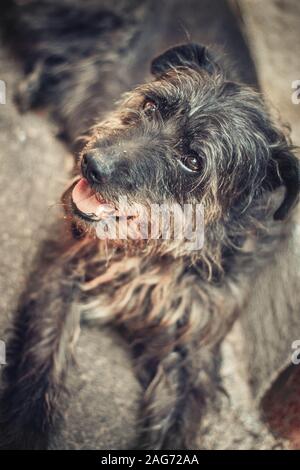 Vertikale Nahaufnahme eines schönen labradoodle Hund mit Art Augen Stockfoto