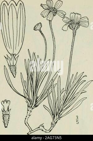 . Eine Illustrierte Flora von der nördlichen USA, Kanada und die britischen Besitzungen: von Neufundland zu den Parallelen der südlichen Grenze von Virginia und vom Atlantik westwärts nach dem 102 Meridian. 3. Tetraneuris acaulis (Pursh) Greene. Stemless Tetraneuris. Abb. 4539. Gaillardia acaulis Pursh, Fl. Standort. Sept. 743. 1814. T. acaulis Greene, Pittonia 3: 265. 1898. Actinella acaulis Nutt. Gen. 2: 173. 1818. Picradenia acaulis Britton, Mem. Torr. Club 5: 339. 1894. T. simplex A. Nelson, Bot. Gaz. 28: 127. 1899. Staude mit dicken Wurzeln und ein Stout branchedcaudex; scapes, getuftet Stockfoto