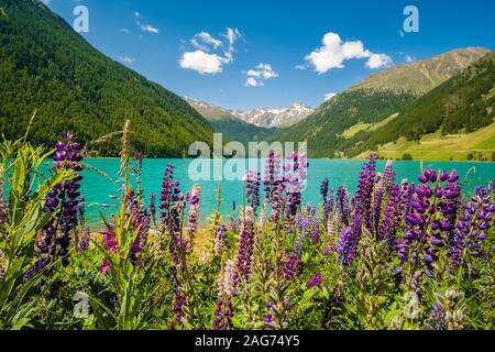 Panoramablick auf den Vernagt-Stausee, ein Wasserreservoir in der Höhe tal Schnalstal, Alpenblumen blühen Stockfoto