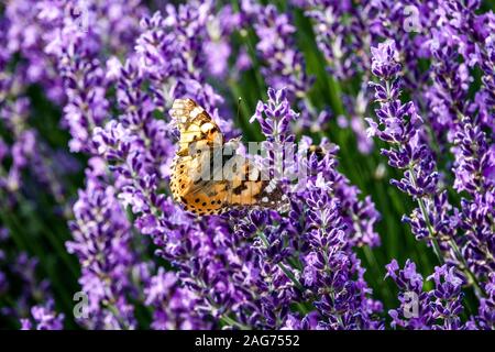 Gemalte Dame Schmetterling Vanessa cardui auf Lavendel, Schmetterling auf Blume Nahaufnahme Fütterung Nektar Stockfoto