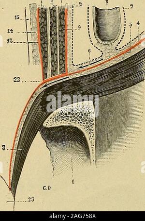 . "Traité d'anatomie humaine: beschreibende Anatomie, Histologie, Développement. amoitié externe, à la Face inférieure de celtearcade. Sa nebenklägerin Internierten, Au contraire, ne contracte avec larcade crurale aucunrapport; elle forme dabord, sous le nomde bandelette ilio-pectinée, Le Côté externede lanneau Cruraldrüsen; continuant sontrajet puis, Nachkomme, Elle la portionextra recouvre-pelvienne du Psoas - iliaque, quelleaccompagne jusquau petit Trochanter. Nousverrons plus tard que le fascia iliaca sefusionne, à la cuisse, dune Teil avec laportion de laponévrose fémorale qui des-ne du Couturier, dautre Par Stockfoto