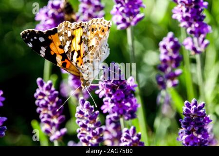 Bemalte Dame Schmetterling Vanessa cardui auf Lavendel Schmetterling Garten auf Blume Nahaufnahme Fütterung Nektar Stockfoto