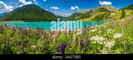 Panoramablick auf den Vernagt-Stausee, ein Wasserreservoir in der Höhe tal Schnalstal, Alpenblumen blühen Stockfoto