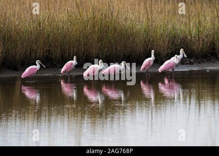 Rosalöffler Ajaia ajaja stehen am Rande eines Pool, Anahuac National Wildlife Refuge, Texas, USA, Dezember 2017 Stockfoto