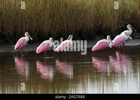 Rosalöffler Ajaia ajaja stehen am Rande eines Pool, Anahuac National Wildlife Refuge, Texas, USA, Dezember 2017 Stockfoto