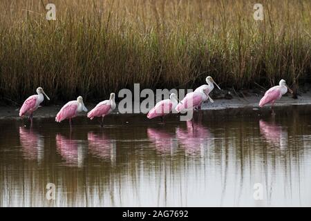 Rosalöffler Ajaia ajaja stehen am Rande eines Pool, Anahuac National Wildlife Refuge, Texas, USA, Dezember 2017 Stockfoto