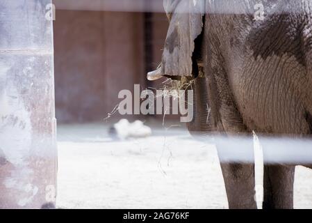 Selektive Fokusaufnahme eines Elefanten durch die Barden Stockfoto