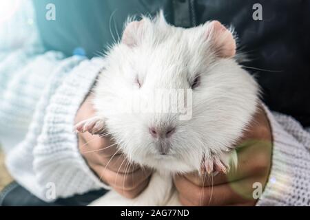 Mädchen, dass eine weisse Meerschweinchen closeup Stockfoto